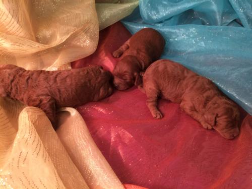 Mini's, Goldendoodles, breeders, Puppies, Reds 